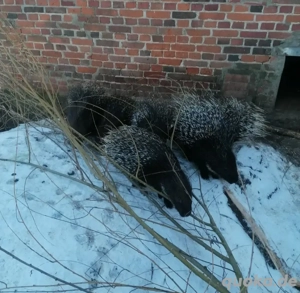 Stachelschwein, Jungtier