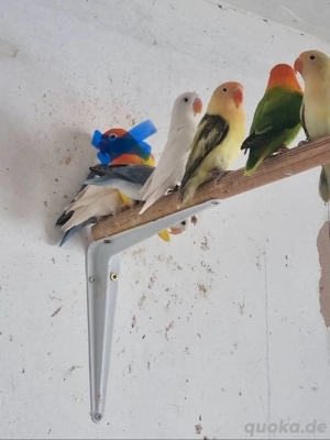 Pfirsichköpfchen Fischeri