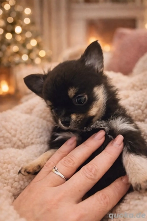 Chihuahua Hündin aus liebevoller Hobbyzucht abzugeben