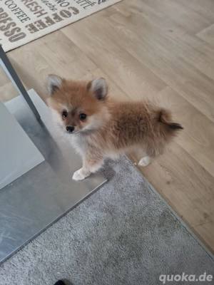 Hallo werkaufen eine kleine Hundin Bild 4