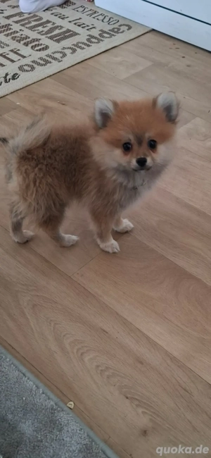 Hallo werkaufen eine kleine Hundin Bild 6