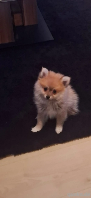 Hallo werkaufen eine kleine Hundin Bild 5