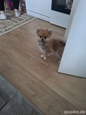 Hallo werkaufen eine kleine Hundin Bild 3