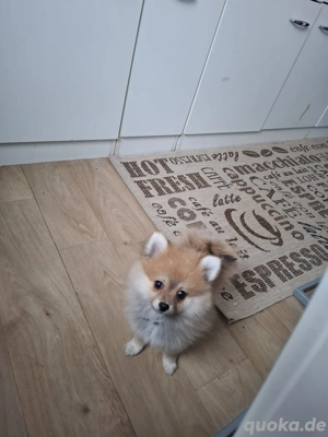 Hallo werkaufen eine kleine Hundin Bild 2