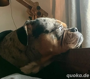 Grace - ruhige, kluge Old Englisch Bulldogge sucht Sofaplatz