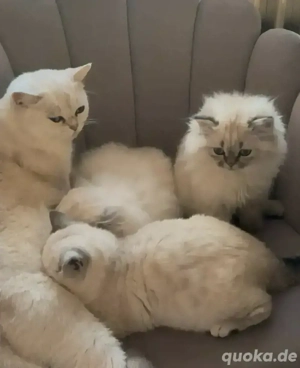 Britisch Kurzhaar  Langhaar 