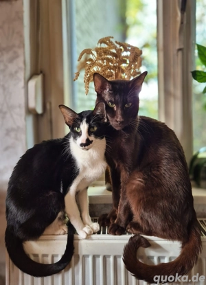 Wunderschöne Orientalisch Kurzhaar Kitten OKH, Havana, Ebony, Bicolor & Snowshoe Bild 10