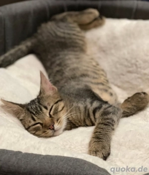 Maroni süßes Kätzchen sucht ein Zuhause