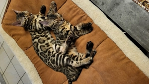 Bengal Kitten