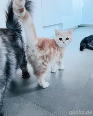 Zauberhafte Britisch Kurzhaar Kitten