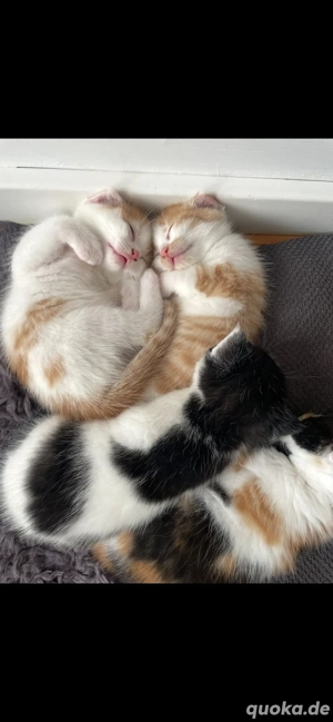 Zwei Katerchen (Brüder) nur gemeinsam in liebevolle Hände abzugeben