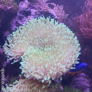 Pilzlederkoralle grün Sarcophyton sp