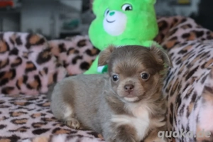 Chihuahua Hündin mit Ahnentafel 