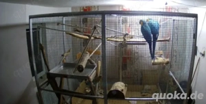 Gelbbrustara Paar, nur gemeinsam Bild 2