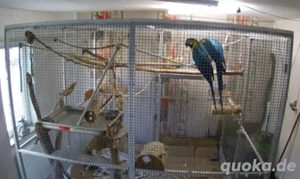 Gelbbrustara Paar, nur gemeinsam