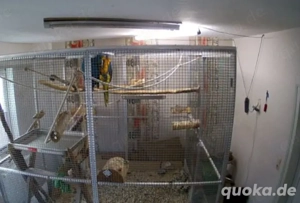 Gelbbrustara Paar, nur gemeinsam Bild 3