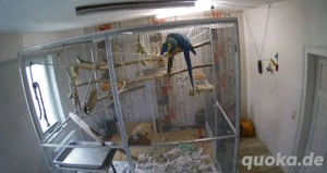 Gelbbrustara Paar, nur gemeinsam Bild 4