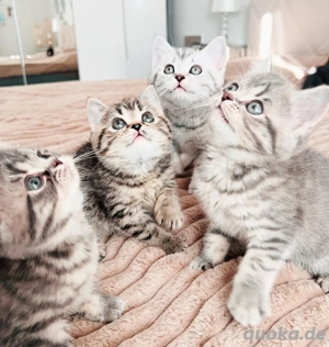 Zauberhafte Britisch Kurzhaar Kitten 