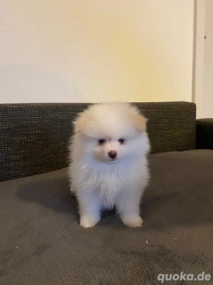 Liebevolle Spitz-Welpen zu verkaufen   kinderfreundlich, verschmust & gesund   