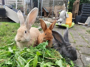 Deutsche Riesen, kaninchen