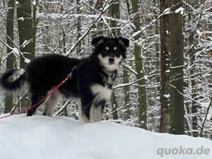 Australian Shepherd Hündin