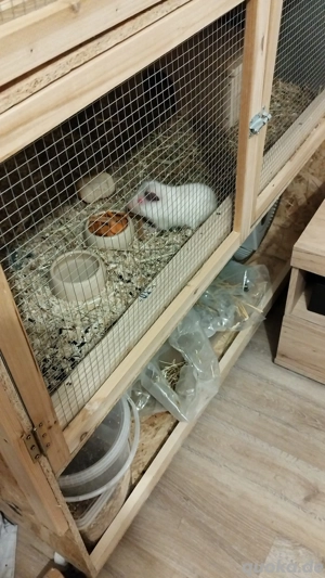 Meerschweinchen weiße mit roten Augen zum verkaufen Albino 