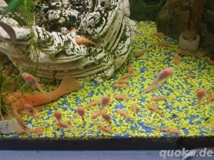 Gelbe Antennenwelse L144