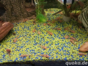 Gelbe Antennenwelse L144 Bild 3