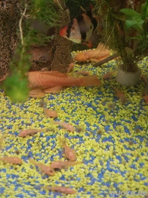 Gelbe Antennenwelse L144 Bild 2