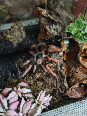 0.1 Megaphobema robustum 