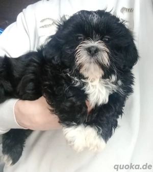Wonderschone shih tzu welpen mit stammbaum & DNA