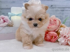 Wunderschöner Malteserwelpe sucht ein neues Zuhause