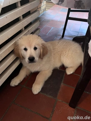 Golden Retriever  Labrador Mischlingswelpen