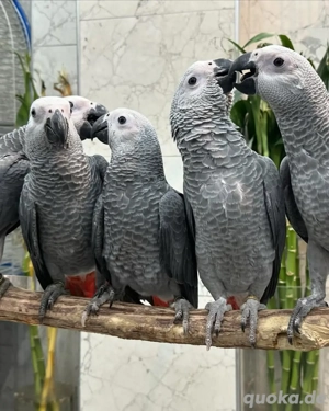 Gezähmte Afrika-Graupapageien zum Verkauf verfügbar 