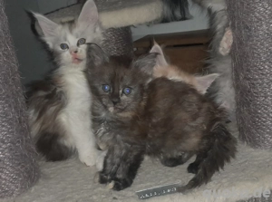 Maine Coon Mädchen mit Stammbaum