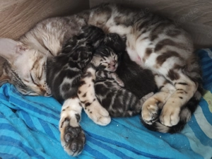 Premium Bengalkitten mit Stammbaum