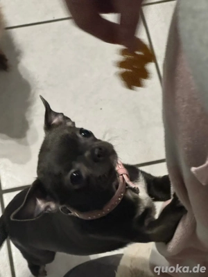 chihuahua hündin blue 