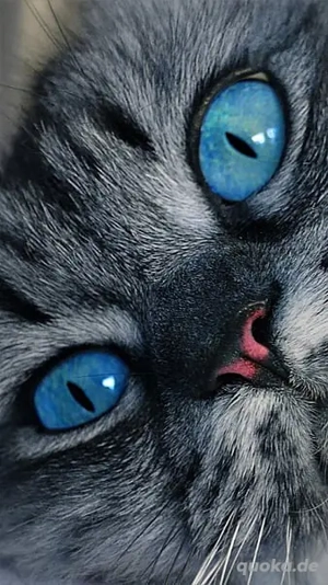 Einfühlsame Tierkommunikation