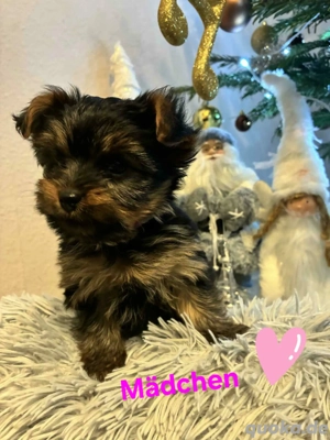 Hunde Jung und mädchen