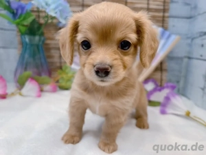 entzückender Dackelwelpe zur Adoption