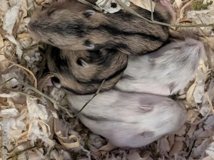 Dschungarische Zwerghamster abzugeben 