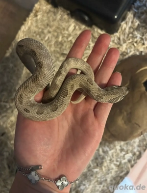 Hakennasennatter Axanthic Conda het Albino Männchen