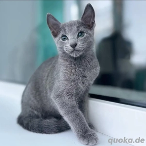 Gesunde, reinrassige russisch-blaue Kätzchen verfügbar 