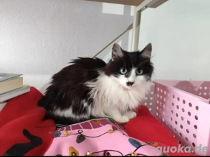 Plushy Prinzessin Flauschi sucht verkuschelte Familie zum Spielen