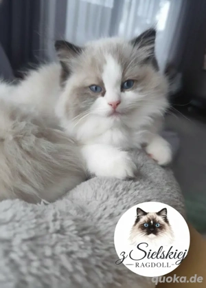 Wunderschönes Ragdoll Kätzchen Seal Bicolour