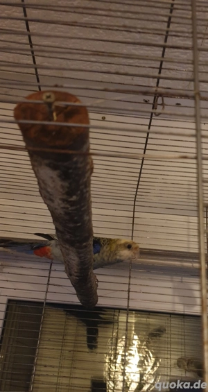 blasskopfrosella henne 3 4 jahr alt