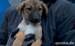 Happy End für Timba gesucht