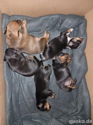 Süße Mini Pinscher Babys   40 Tage
