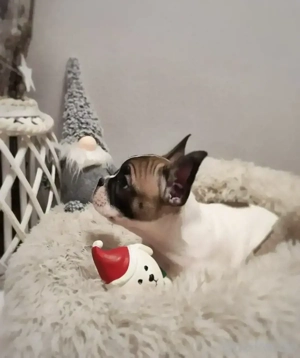 Französische Bulldogge Rüde auf der Suche nach seiner Familie mit Herz