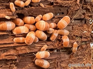 Cubaris spec Panda King Orange - Asseln    Isopoden